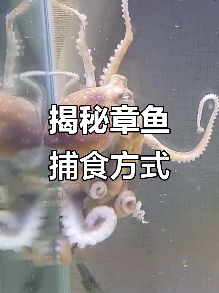 受章鱼触手和大象鼻启发 美国大学研发兼具柔韧性与扭矩输出的机械臂